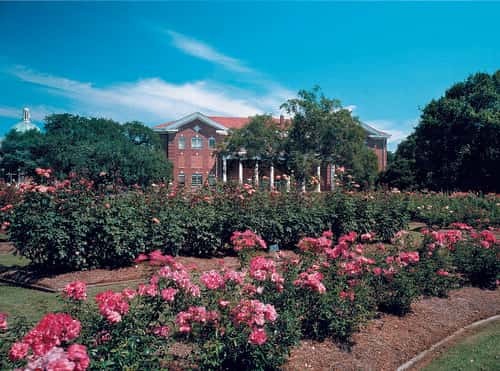 All American Rose Garden in Hattiesburg, MS