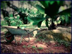 wheelbarrow in garden