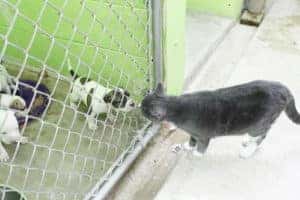 cat and puppy at shelter