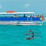 Dolphin-Watching Tour