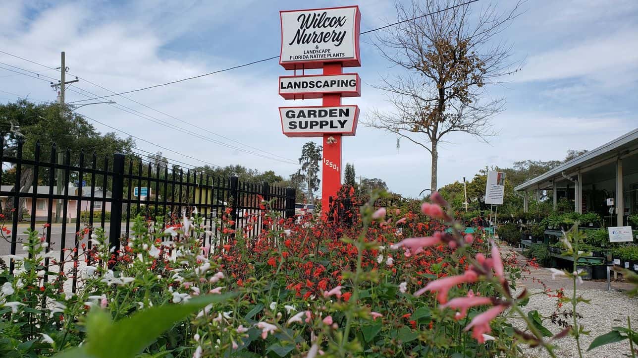 wilcox nursery & landscape