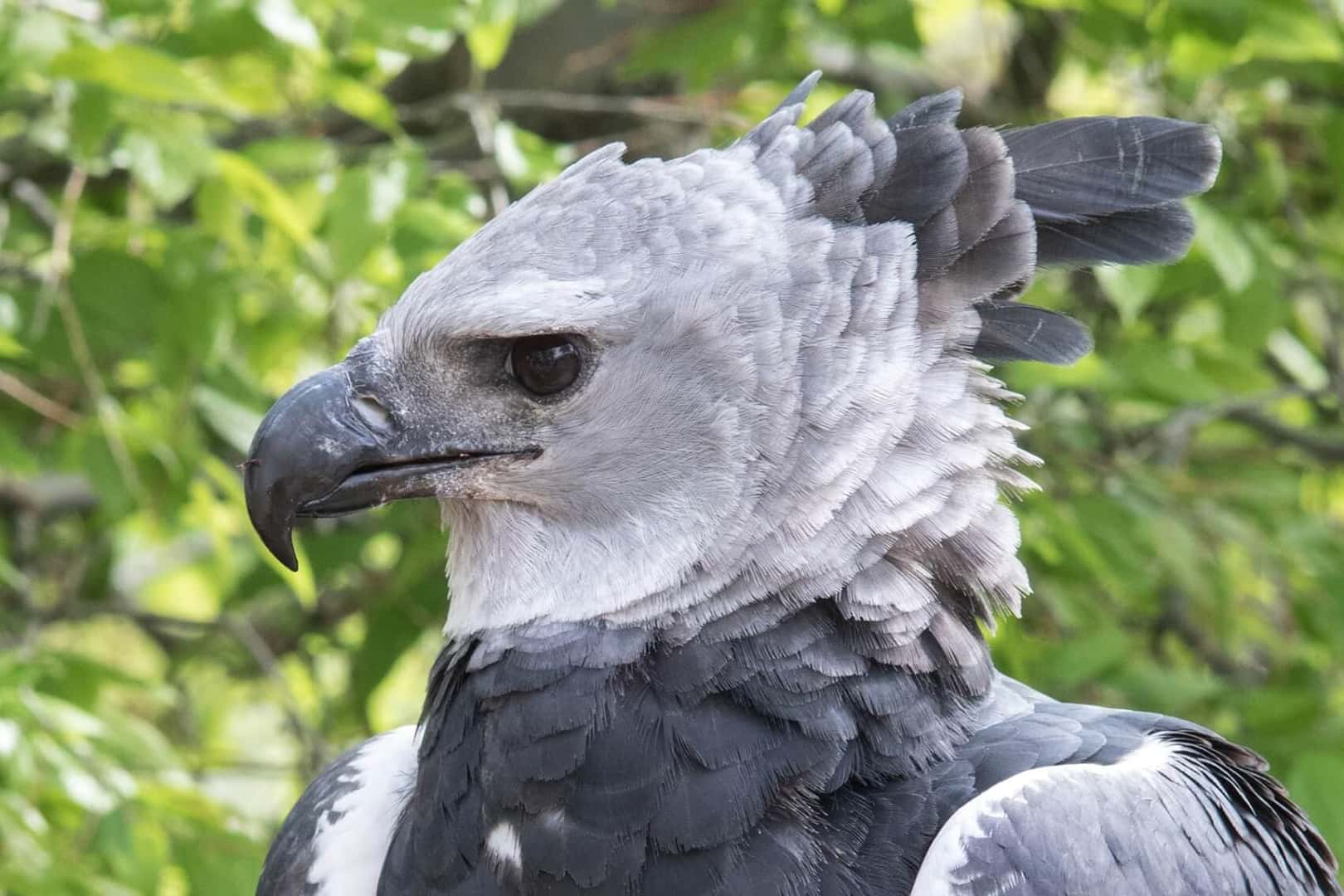 Binary range prediction for the Harpy Eagle from Sutton et al