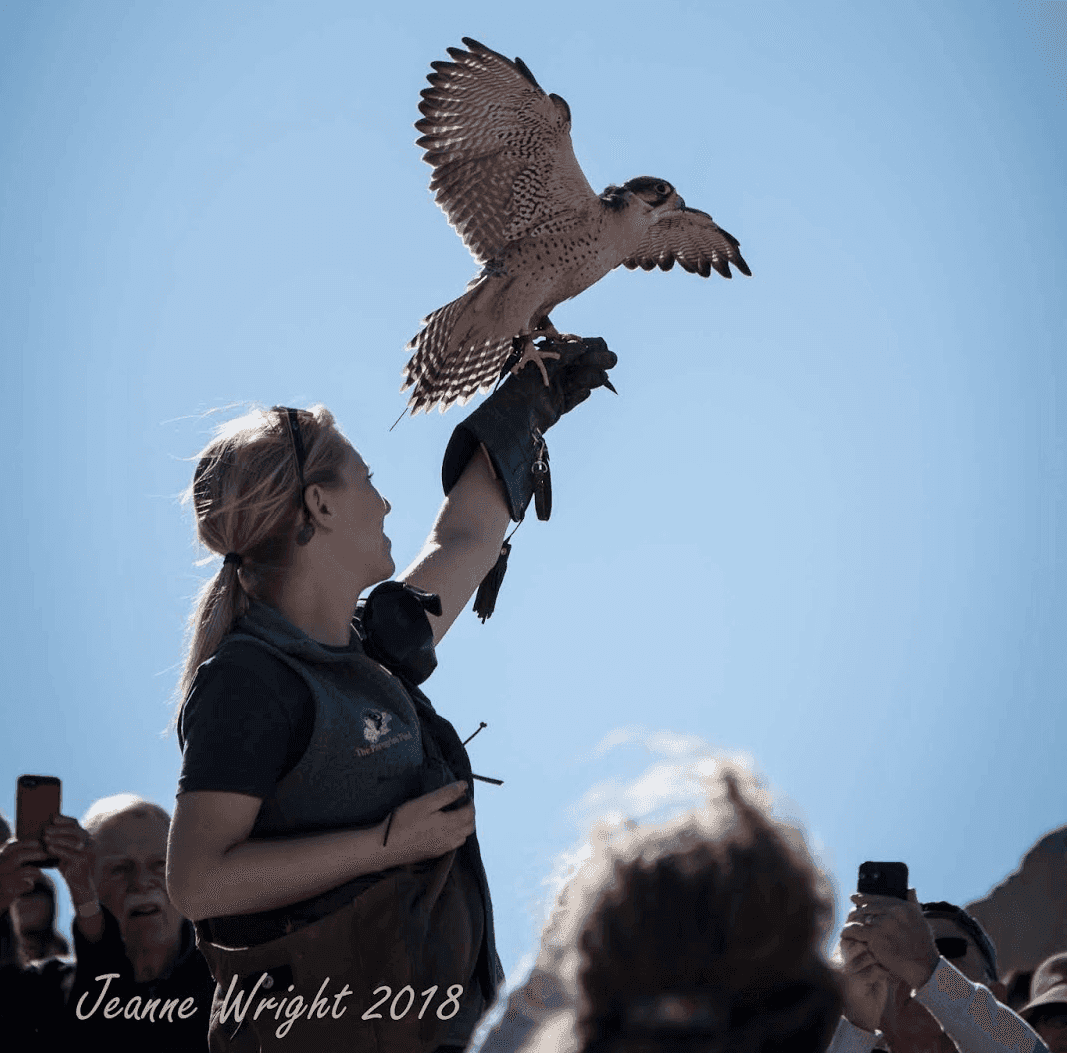 Black Hawk-eagle  The Peregrine Fund