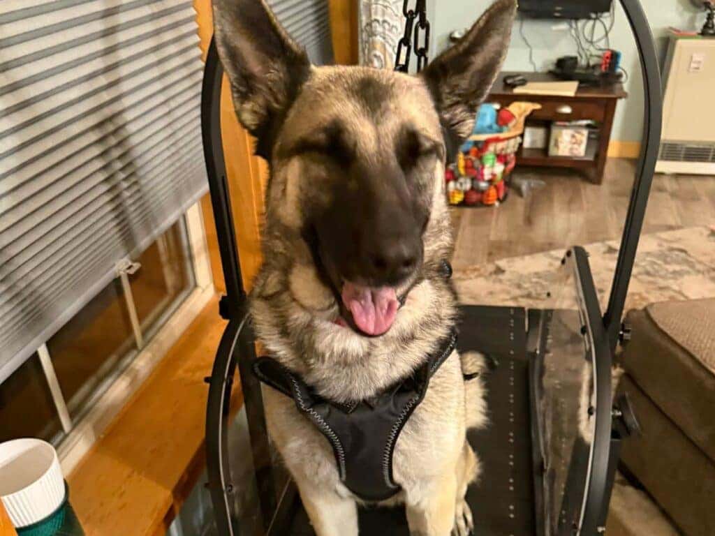 Miracle German Shephard Rescue