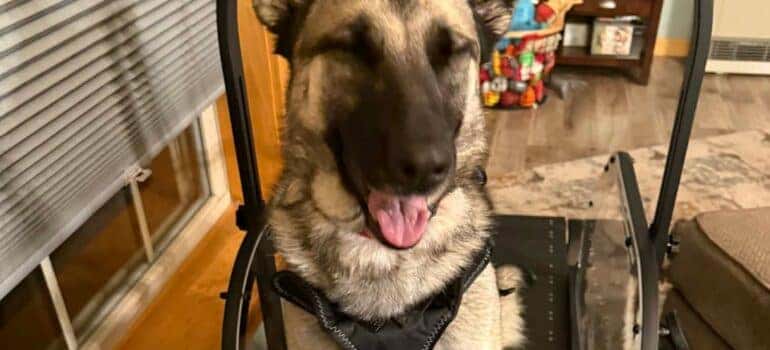 Miracle German Shephard Rescue