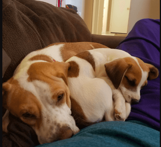 Freya and boomer